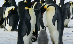 Плавают и ныряют, но не летают. 20 января во всем мире отмечают День пингвинов