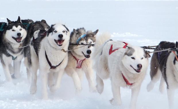 Международная гонка 