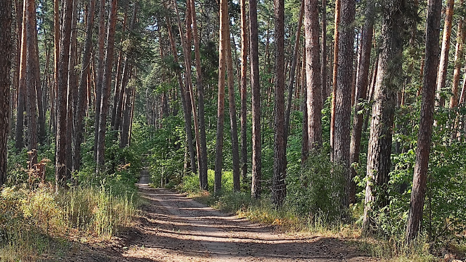 Тольяттинский лес