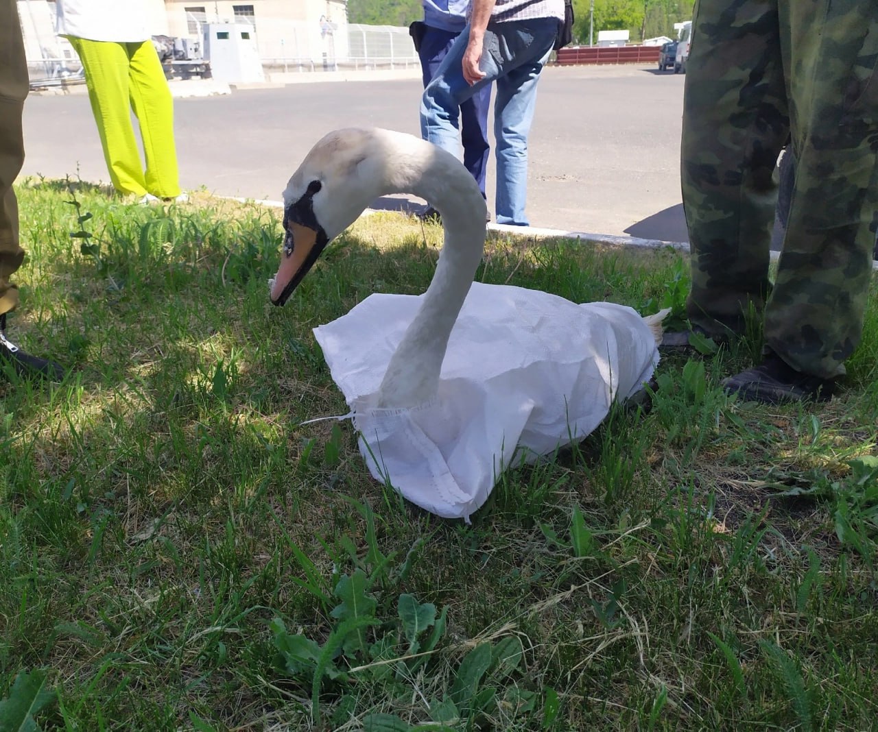 На Жигулёвской ГЭС спасли травмированного лебедя | телеканал ТОЛЬЯТТИ 24