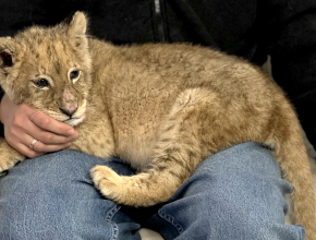 Мы очарованы! Красивый и дружелюбный львёнок появился в студии телеканала ТОЛЬЯТТИ 24