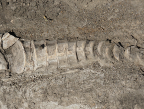 Миллионы лет до нашей эры. В Самарской области нашли скелет ихтиозавра!