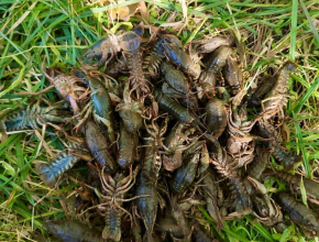 Буераки, реки, раки. В Сызрани передано в суд уголовное дело о незаконной добыче водных биологических ресурсов