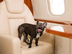 Собаку не сдали в багаж? «Аэрофлот» сообщил о тестировании услуги по перевозке животных на соседнем кресле