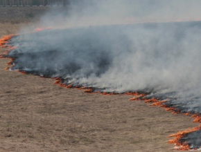 Стоп, пожары. МЧС предлагает прекратить сжигать сухую траву  