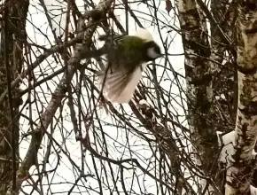 Завтрак для синички