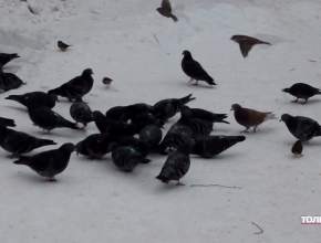 Чем можно и нельзя кормить птиц зимой 