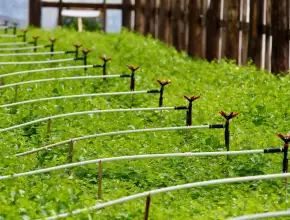 Вячеслав Федорищев подвел итоги 2025 года в сфере лесного хозяйства