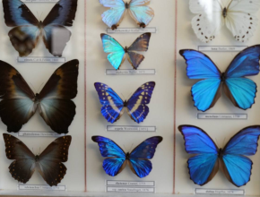 В Самарском университете открылся уникальный «Умный дом бабочек». 