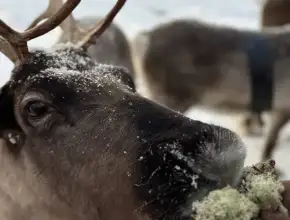 Важные верблюды, дружелюбные олени и милые кролики