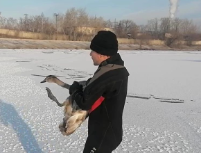 Эксклюзивные кадры: как в Тольятти спасали краснокнижного лебедя