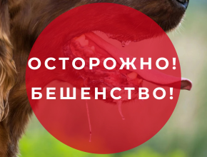 Осторожно, бешенство! Труп больной лисы обнаружен в Центральном районе Тольятти