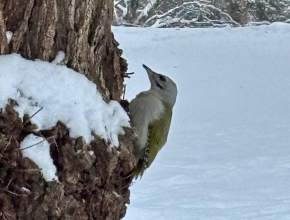 Краснокнижный зелёный дятел замечен в Тольятти