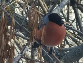 А вы уже видели снегирей? Расскажем вместе с красногрудым красавцем о погоде на сегодня 