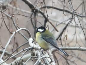 И снова ближе к нулю. Рассказываем о погоде на 17 декабря