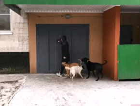 Слишком много собак? Жители одного из домов Тольятти жалуются на неудобное соседство