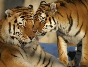 Большие полосатые кошки сегодня отмечают свой праздник! 24 сентября - День Амурского тигра