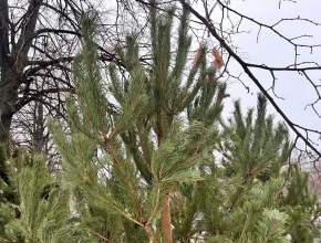 Цена вопроса: рассказываем, как выбрать живую ель и в какую сумму она обойдется тольяттинцам