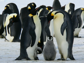 Плавают и ныряют, но не летают. 20 января во всем мире отмечают День пингвинов