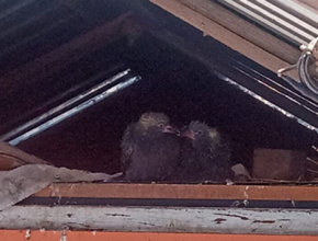 Пара спасённых голубей обзавелась потомством в Приюте для птиц Тольятти