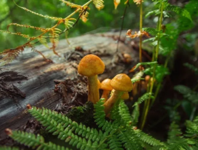 Хороший гриб нужно еще поискать: как не отравиться грибами