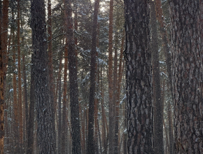 Что за окном 6 февраля? Настоящий февраль! 