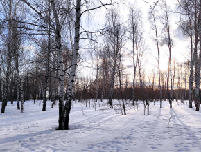 Сибирский антициклон еще погостит. Погода в Самарской области на этой неделе существенно не изменится