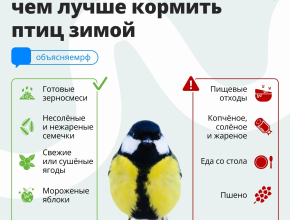 Ударили морозы - для птиц наступил сложный период