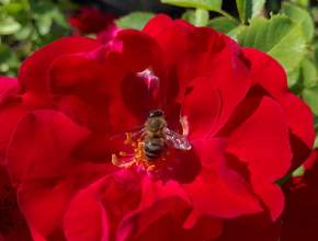 День пчеловода - теперь такой праздник появился в Самарской области 