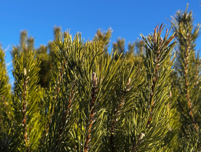 Тольятти, просыпаемся с улыбкой! Актуальный прогноз погоды на день