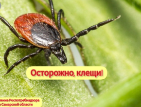 Сезон клещей в самом разгаре, будьте осторожны