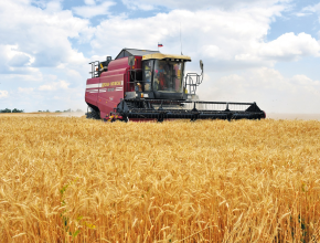 Уборочная кампания продолжается. На полях Самарской области собрано более 1,6 млн тонн зерна
