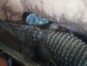 Его зовут Бакс. Таможенники не позволили вывезти в Казахстан живого крокодила