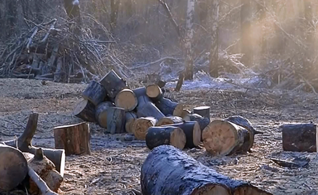 В лесном массиве Тольятти продолжается уборка и утилизация неликвидной древесины