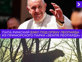 Леопард из России под опекой папы Римского 