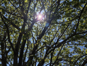 В воскресенье обещают до + 30°C, вспомним правила безопасности в жару