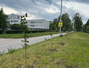 В рамках мероприятий по озеленению городских территорий началась высадка молодых деревьев