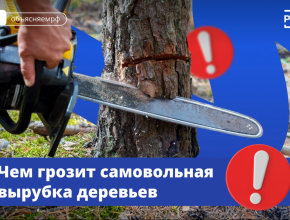 Что будет, если спилить дерево на даче? Самовольно вырубать деревья даже на личном участке нельзя