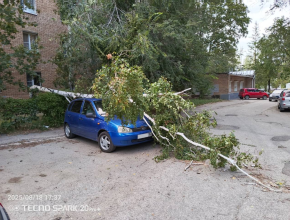 Дерево упало на припаркованный автомобиль во дворе дома по адресу Степана Разина, 39