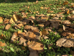 Начало ноября дарит отличную погоду для прогулок