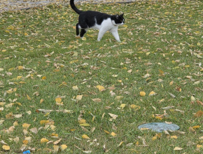 Самовыгул — частая причина гибели домашних животных. Берегите своих четвероногих друзей