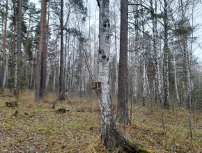 До календарной зимы остались считанные часы, но снежная красавица где-то задерживается...  В Тольятти сегодня - классический ноябрь