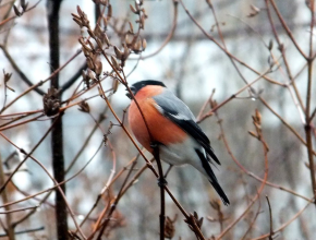 Только не хлеб! Хотите сделать доброе дело — накормите птиц
