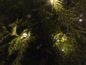 Как утилизировать новогоднюю ёлку после праздников?