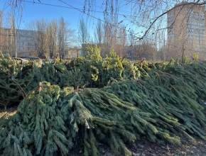 В Тольятти стартовал сбор отработанных новогодних елок