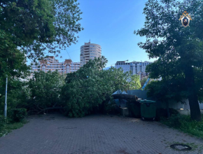 Дерево упало на коляску с ребенком: возбуждено уголовное дело