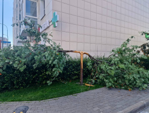Гроза в Тольятти: молния попала в дерево 