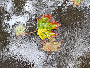 Ничего необычного, просто ливень в ноябре. В Самарской области – жёлтый уровень погодной опасности