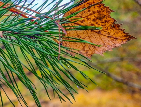 Почти пятница, 13-е, только сегодня четверг! А что говорит астропрогноз?
