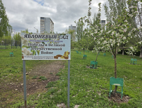 В Тольятти зацвёл яблоневый сад на Цветном бульваре